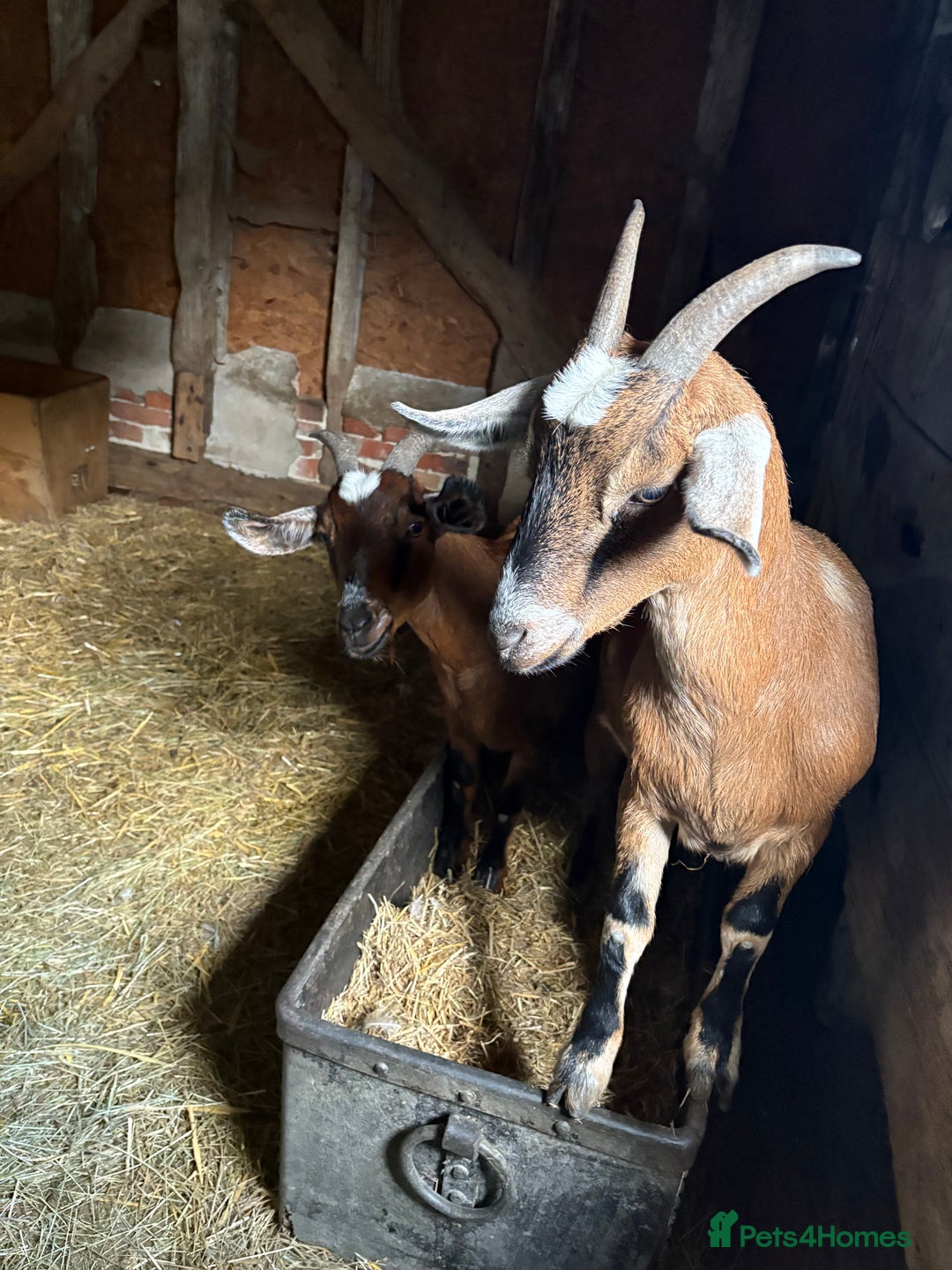 Goats livestock for sale: Pygmy goats  - Image 4