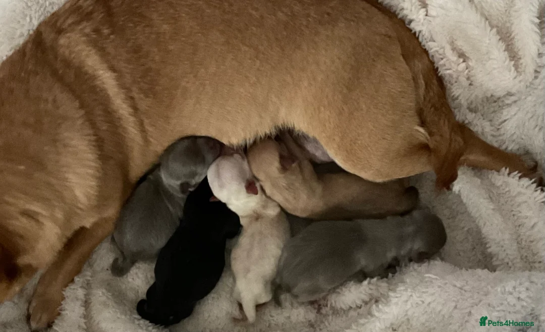 Chihuahua dogs for stud: kc lilac long haired chihuahua for Stud in South Shields - Advert 8