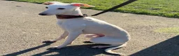 Italian Greyhound dogs for sale: Beautiful Italian Greyhound Boy - Advert 5