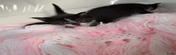 Mixed Breed cats for sale: Ready to leave  - Advert 28