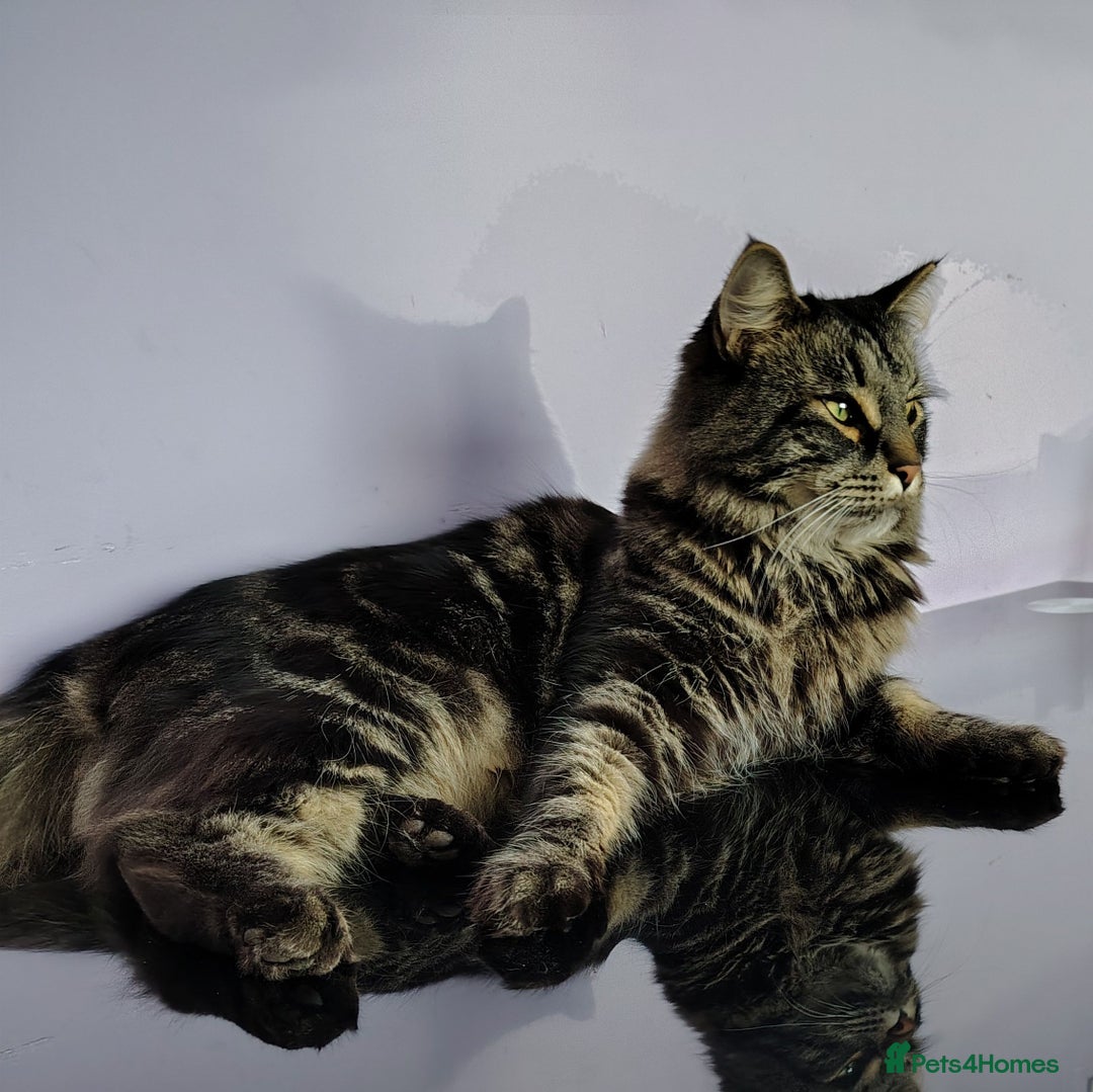 Maine Coon cats for sale: Gorgeous Boy - Advert 5