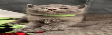 British Shorthair Kitten Green Collar 