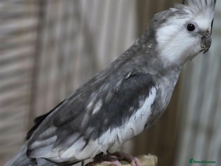 Cockatiels birds 3 MALE COCKATIELS FOR SALE - Advert 4