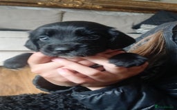 Sprocker dogs for sale: Beautiful litter of sprocker puppies - Image 25