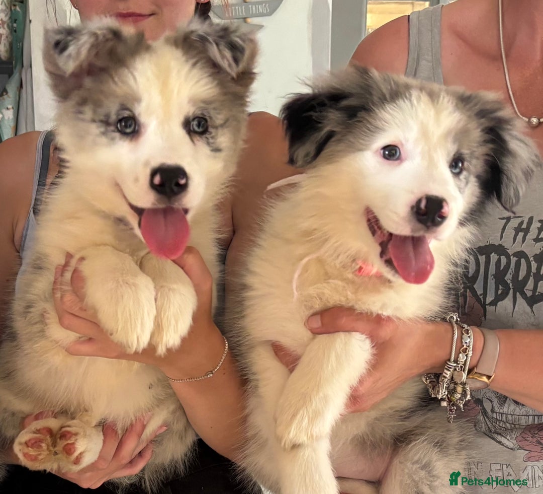 Border Collie dogs for sale: Border Collie Puppies. READY NOW - Image 1