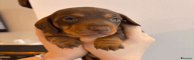 Miniature Dachshund Puppy 2 (MALE)