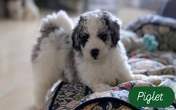 Poochon dogs for sale: Poochon pups stunning Rare colours - Image 12