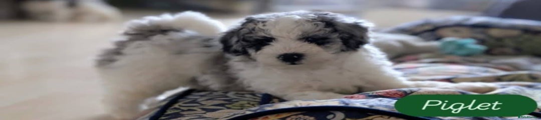 Poochon Puppy 2
