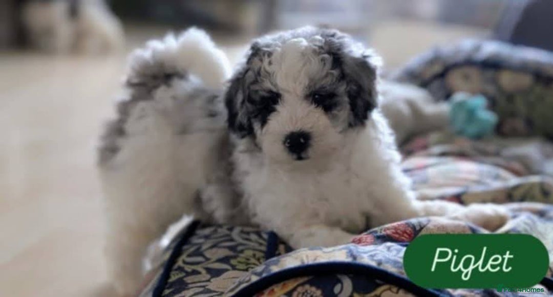 Poochon dogs for sale: Poochon pups stunning Rare colours - Image 12
