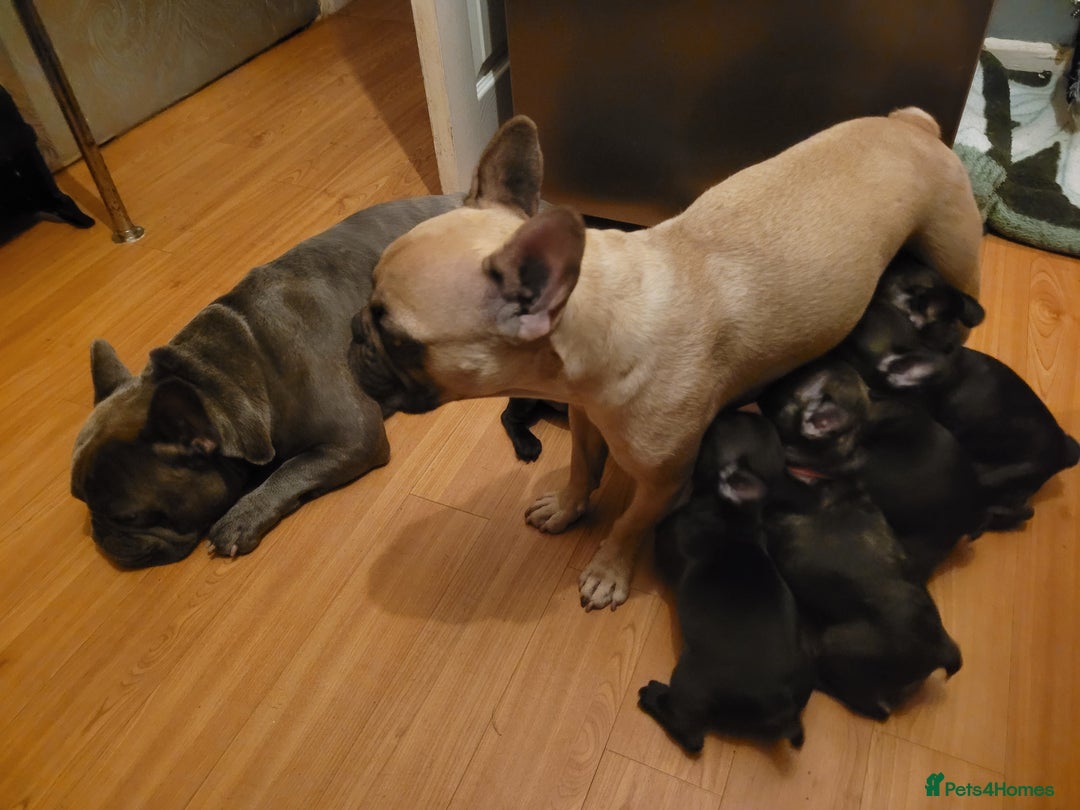French Bulldog dogs for sale: 2 Girls and 4 Boys - Advert 20