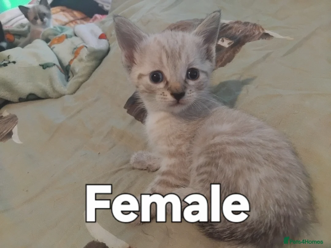 British Shorthair cats for sale: kittens ready now £180 - Advert 2