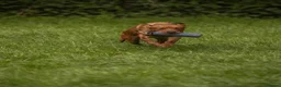 Labrador Retriever dogs for sale: Fox Red Lab Puppies (2/9) Exceptional Temperament - Advert 16