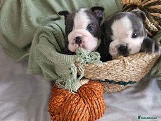 English Bulldog dogs Elite English Bulldog Puppies – Rare Blue Eyes - Advert 2