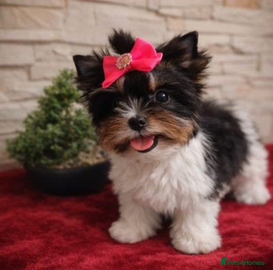 Biewer Terrier dogs Tiny Biewer Yorkshire Terrier Girls ( left 1 girl) - Advert 6