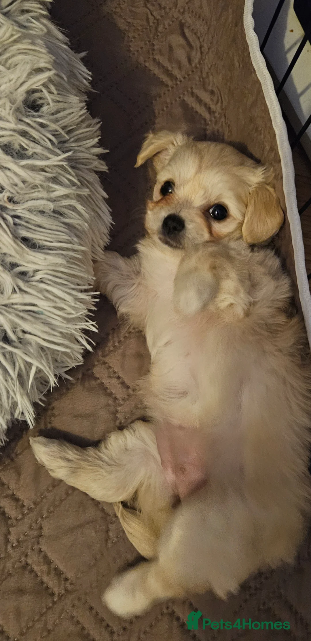 Mixed Breed dogs for sale: Bichon Frise x Chihuahua Puppies – 2 Girls & 1 Boy in Livingston - Advert 23