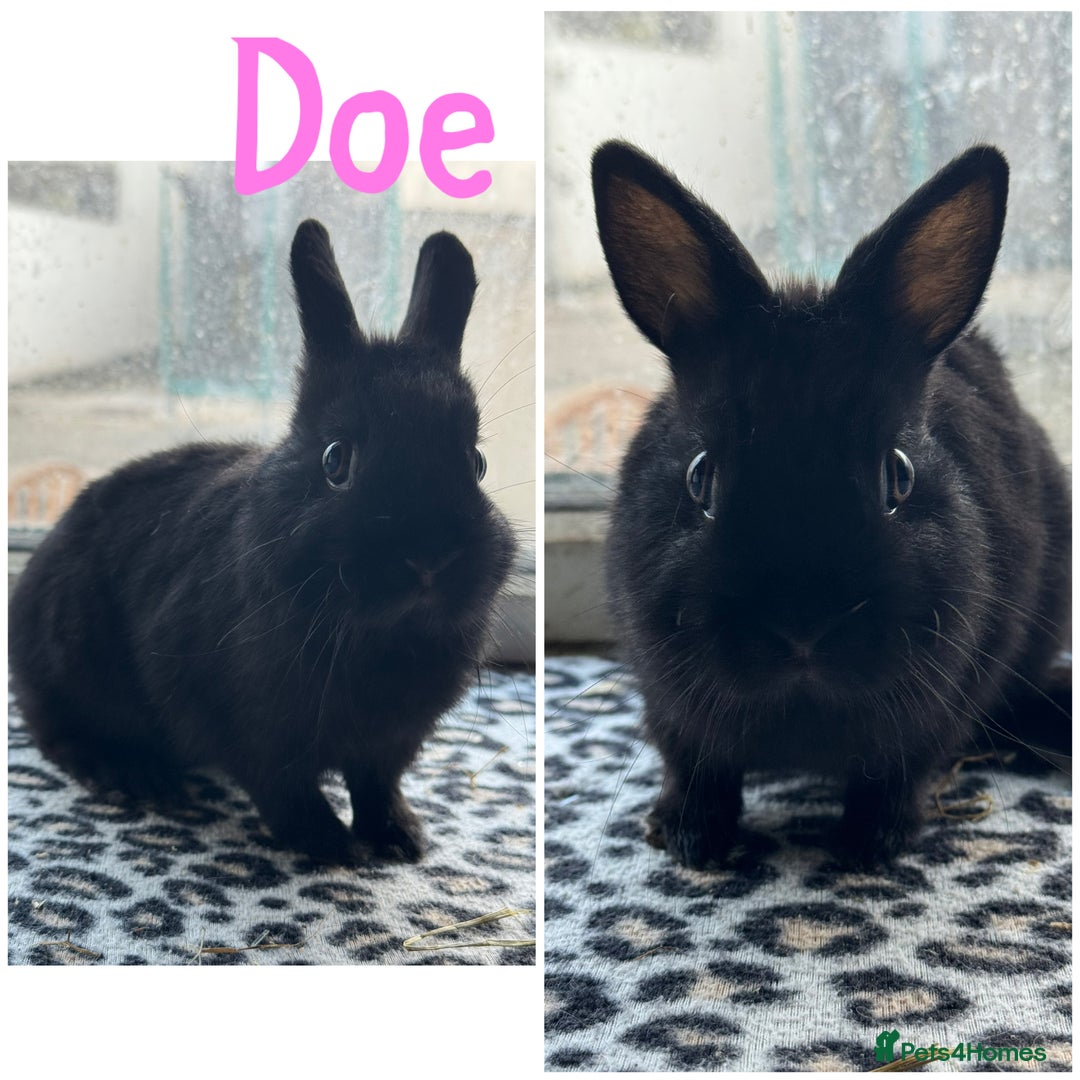 Netherland Dwarf rabbits for sale: Pure breed Netherlands dwarf male and female - Image 8