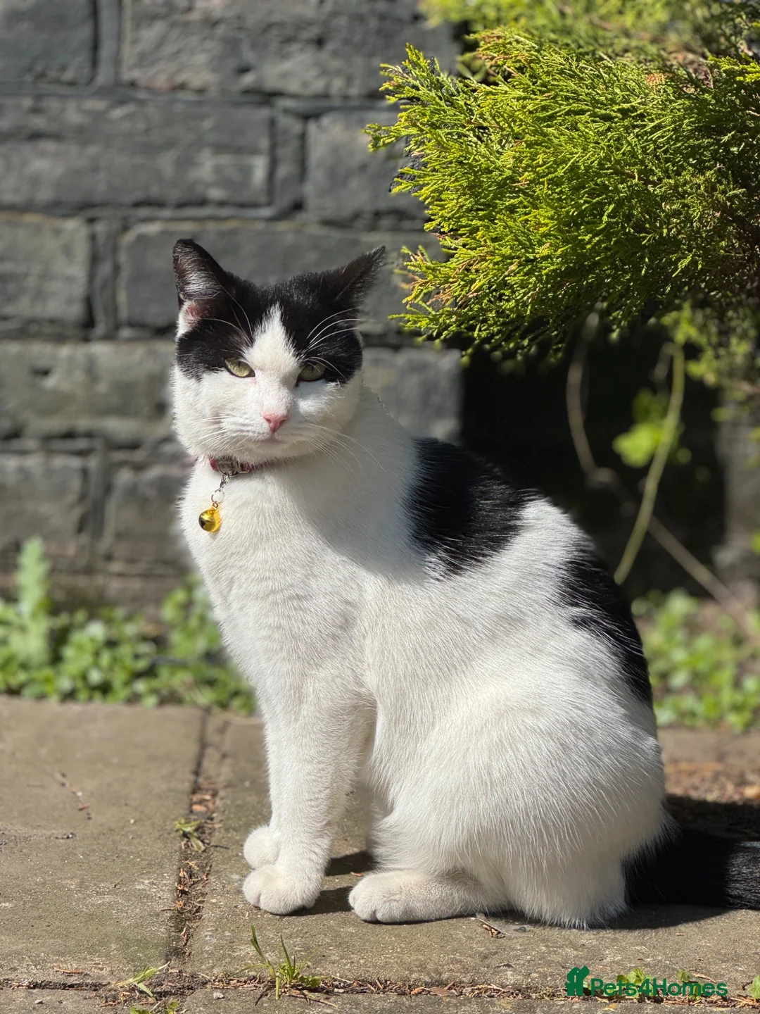 Mixed Breed cats for sale: Little Kitten  - Advert 1