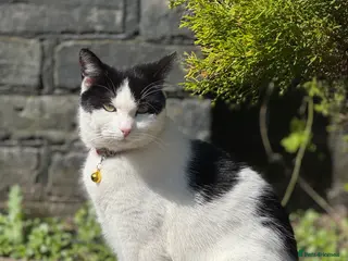 Mixed Breed cats Little Kitten - Advert 4