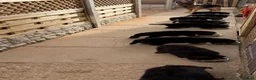German Shepherd dogs for sale:  Beautiful Family-Raised German Shepherd Puppies  - Advert 14