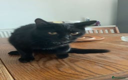 Domestic Shorthair cats for sale: Litter of cats/kittens FREE - Image 3