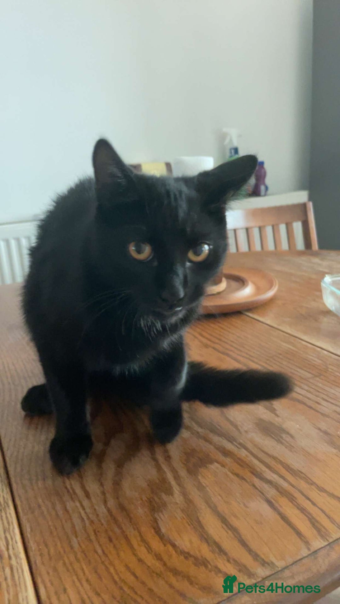 Domestic Shorthair cats for sale: Litter of cats/kittens FREE - Image 3