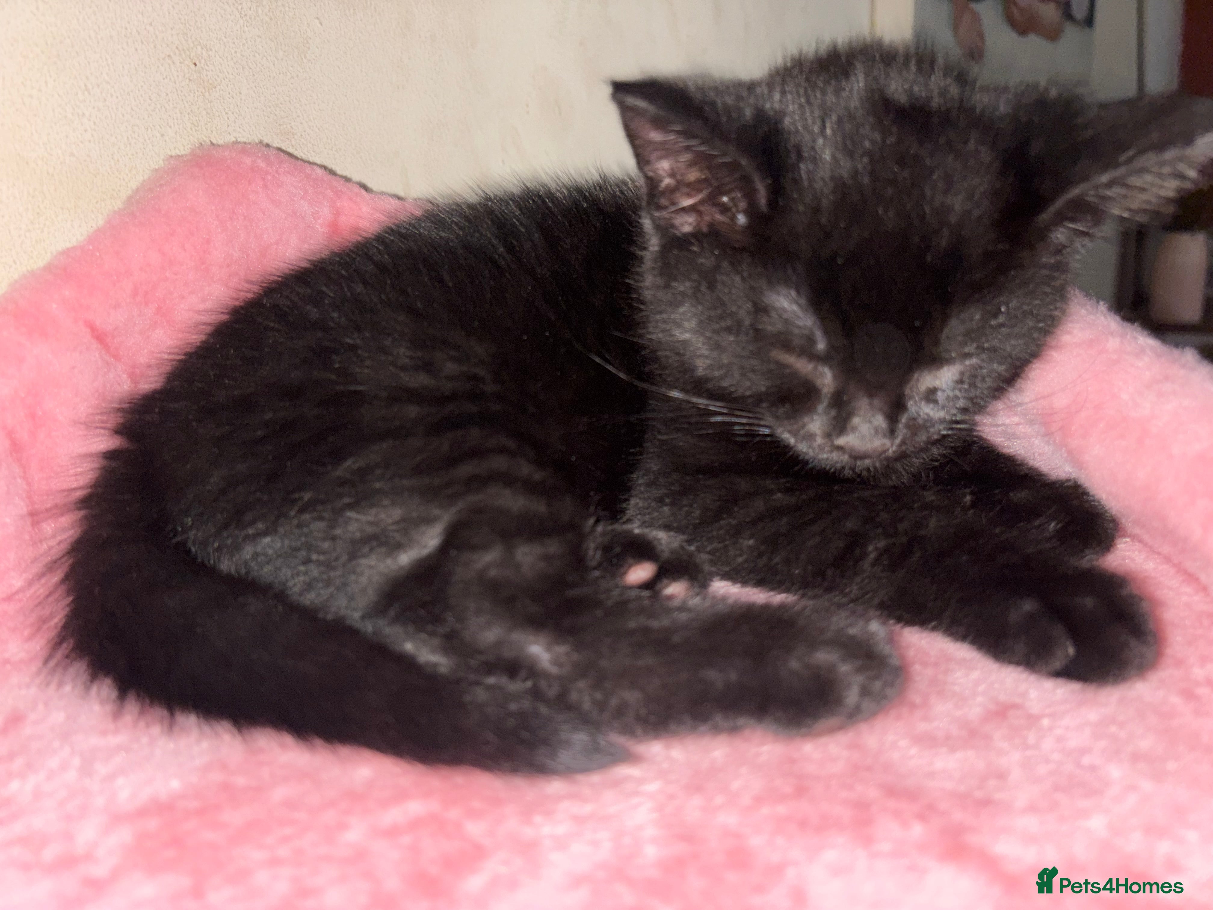 Mixed Breed cats Kittens looking for forever home - Advert 1