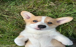 Welsh Corgi Pembroke dogs for sale: Beautiful Pembroke Corgi Pups - Image 7