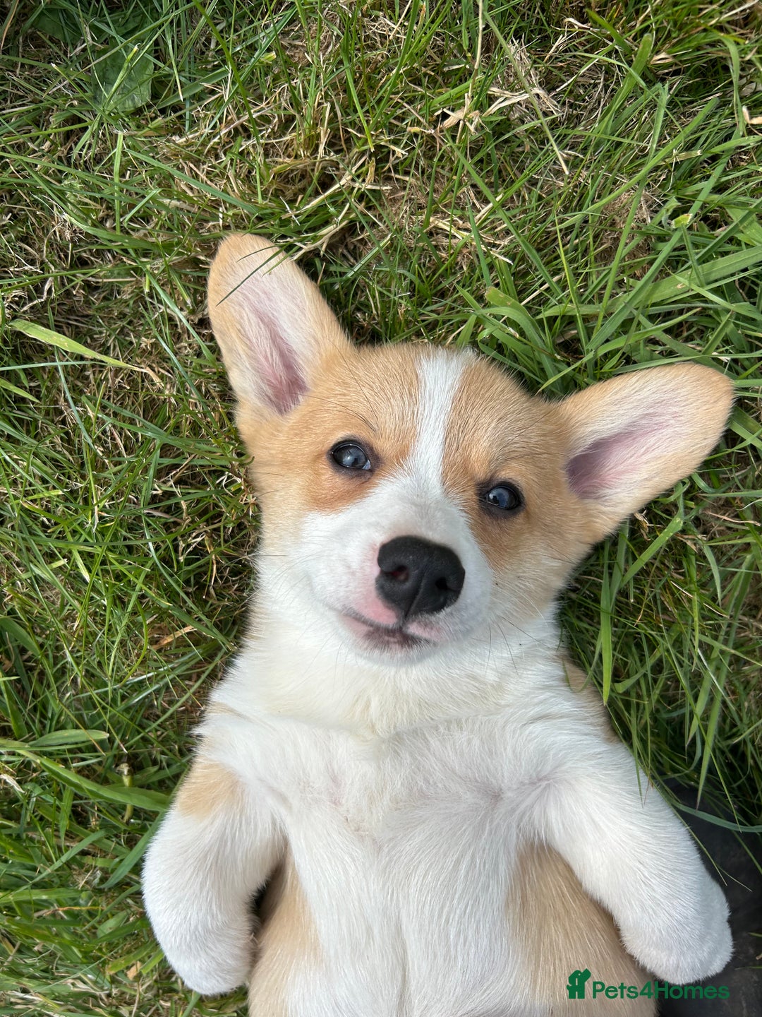 Welsh Corgi Pembroke dogs for sale: Beautiful Pembroke Corgi Pups - Image 7