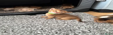 Abyssinian Kitten 2