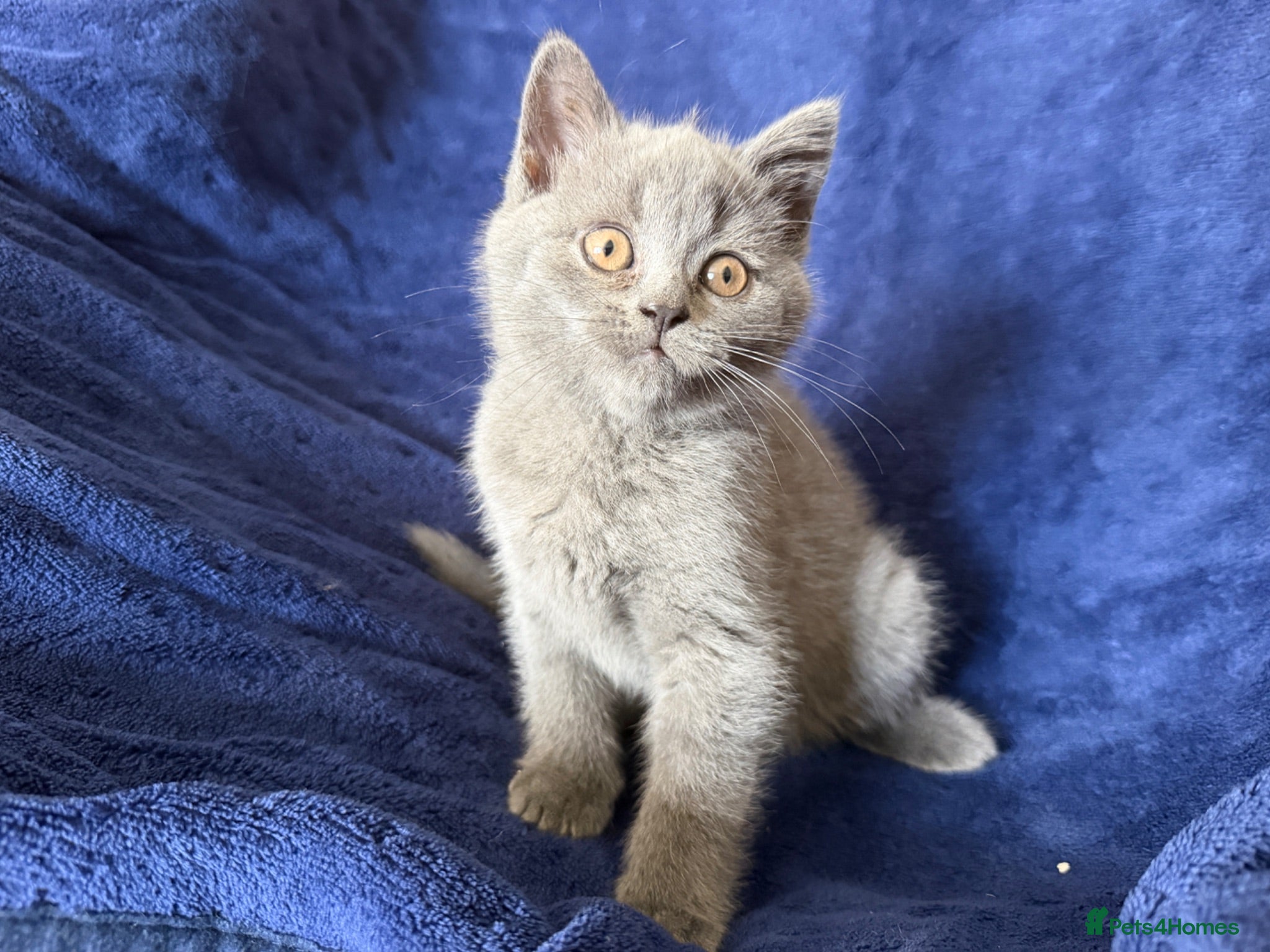 British Shorthair cats Blue and lilac GCCF kittens !  - Advert 1