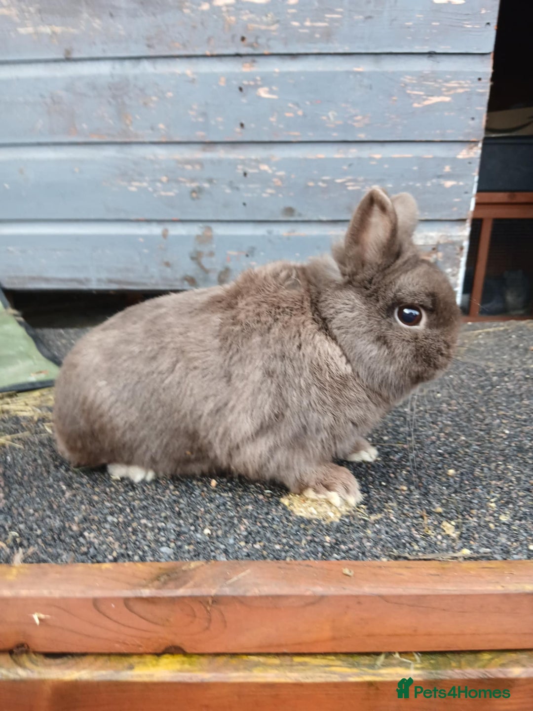Netherland Dwarf rabbits for sale: Netherland dwarf rabbits  - Advert 3