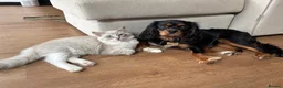 Cavalier King Charles Spaniel dogs for sale: Yafa to find his forever home x in Shoreham-by-Sea - Advert 3