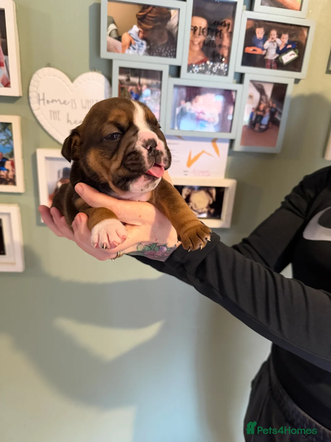 English Bulldog dogs for sale: 🌸💙 top blood line English bulldogs 🌸💙❤️ - Advert 8