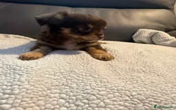 Chihuahua dogs for sale: Stunning litter of 5 long coat chihuahuas - Image 9