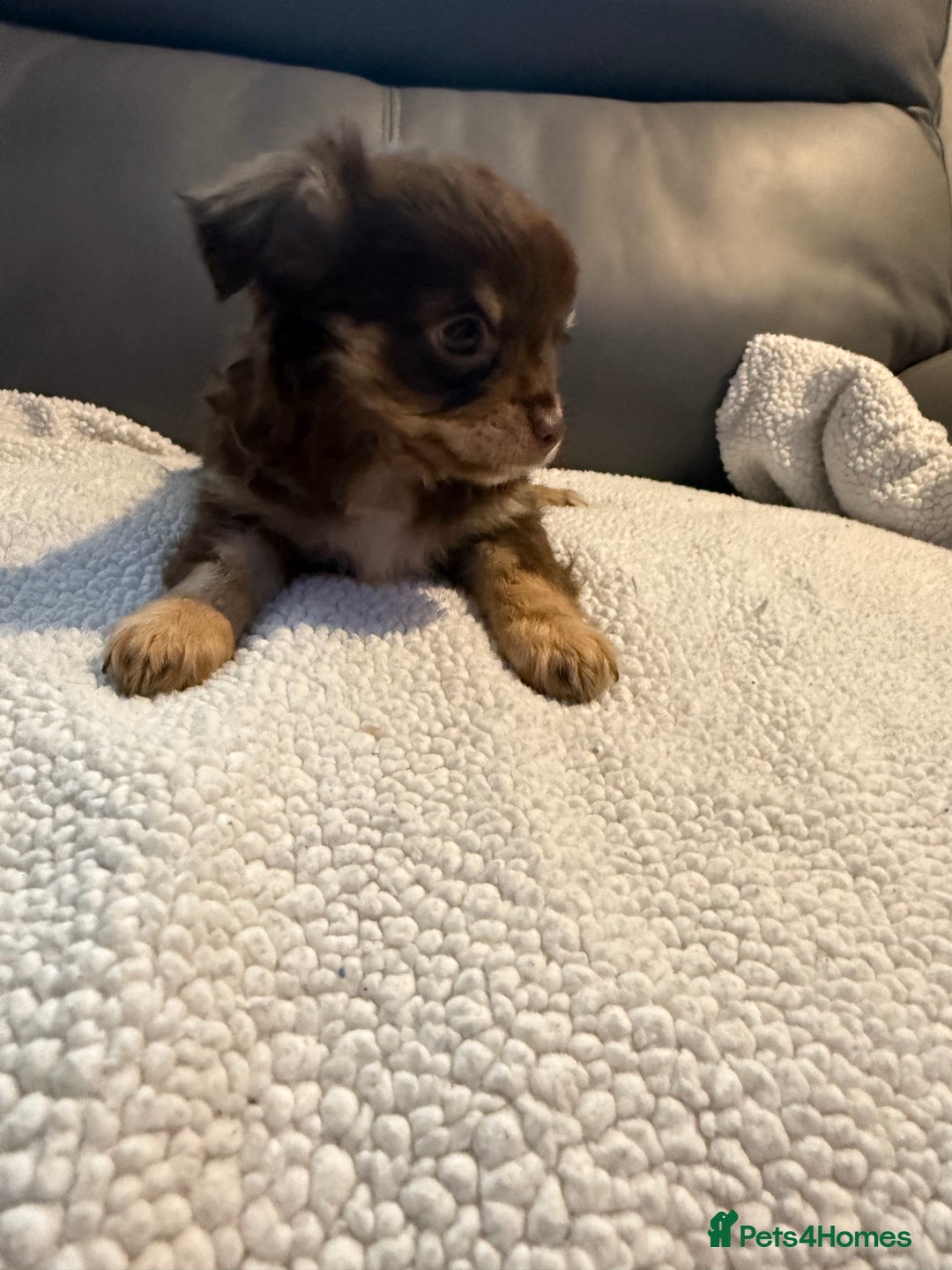 Chihuahua dogs for sale: Stunning litter of 5 long coat chihuahuas - Image 9
