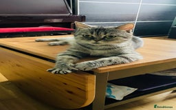 Scottish Fold cats for sale: Beautiful scottish straight girl - Image 4