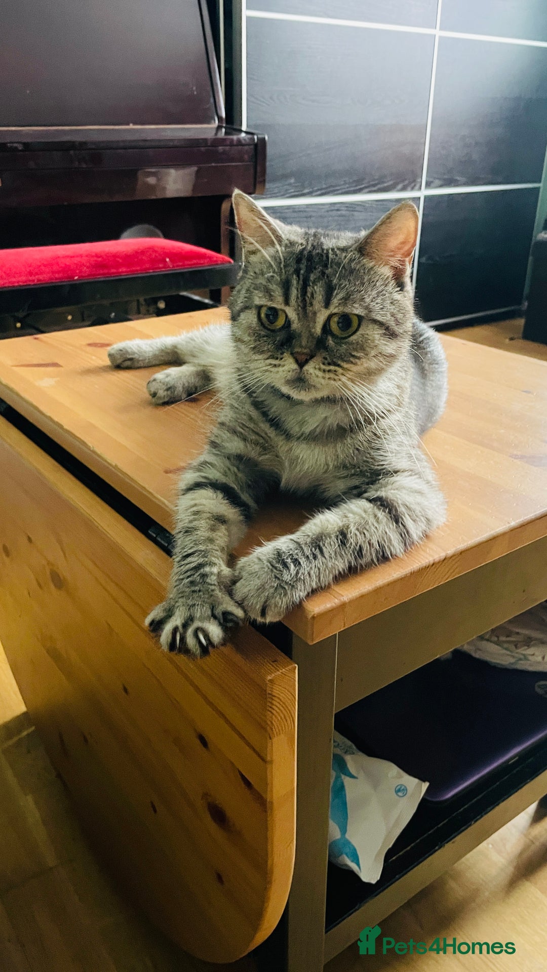 Scottish Fold cats for sale: Beautiful scottish straight girl - Image 4