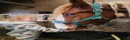 Paint horses for sale: ❤️ Goonie-cracking red and white cob gelding ❤️ in Tiverton - Advert 13