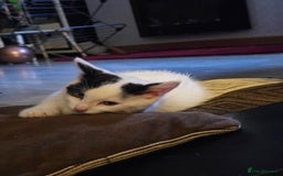 Mixed Breed cats for sale: Kittens - Image 5