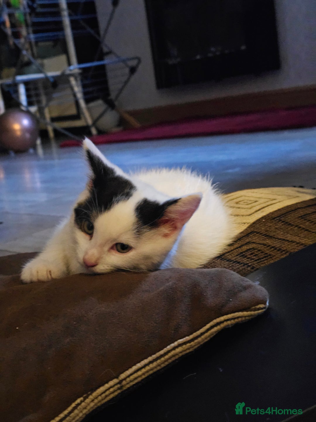 Mixed Breed cats for sale: Kittens - Image 5