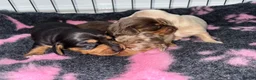 Miniature Dachshund dogs for sale: Kc Long haired Minature dachshund  - Advert 5