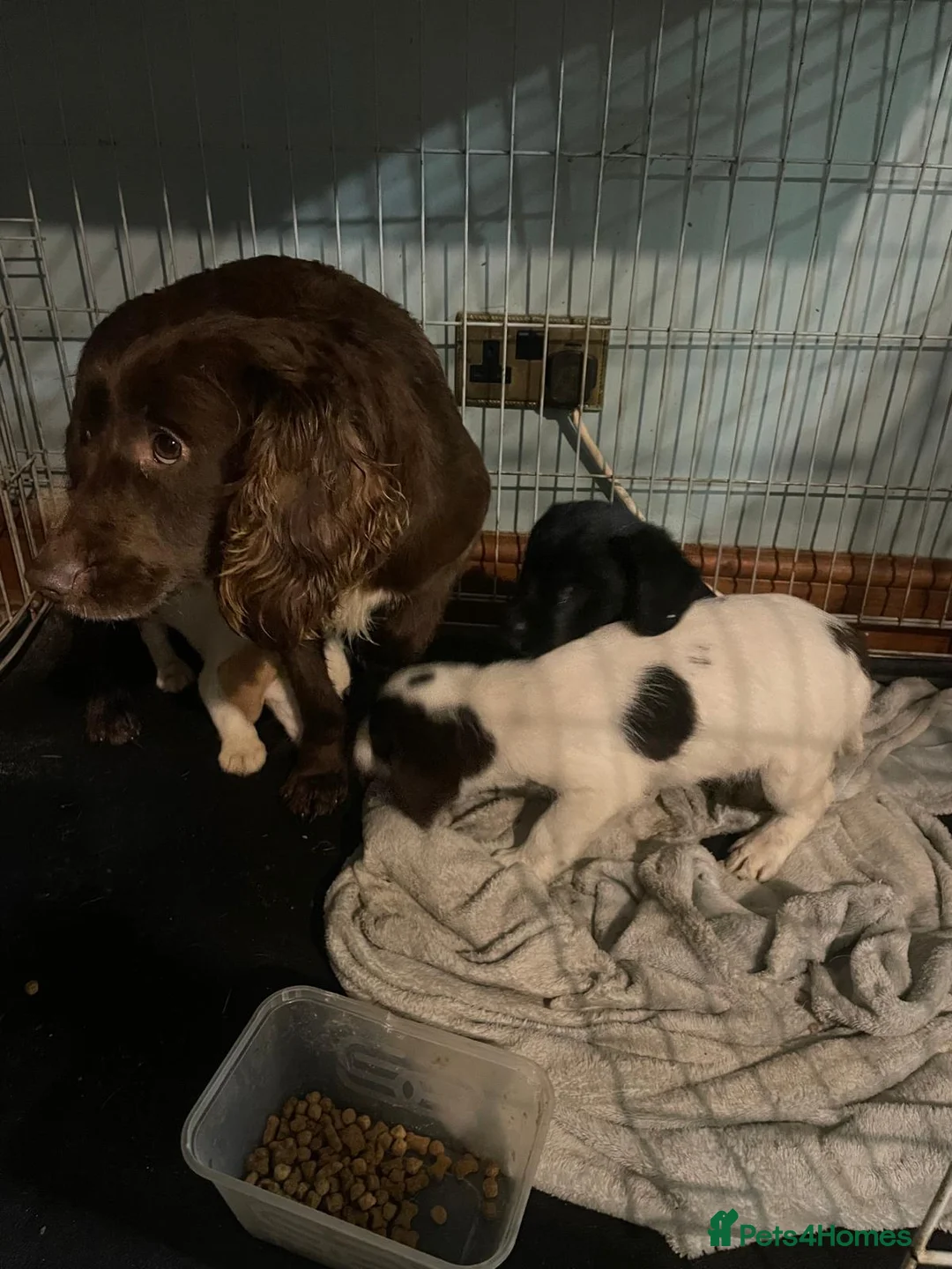 Mixed Breed dogs for sale: Cockerjacks  - Advert 4