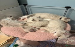 Ragdoll cats for sale: Beautiful purebred Ragdoll kittens - Image 1
