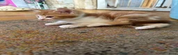 Mixed Breed cats for sale: Ginger and white kittens for sale - Advert 9