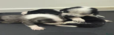 Mixed Breed 5