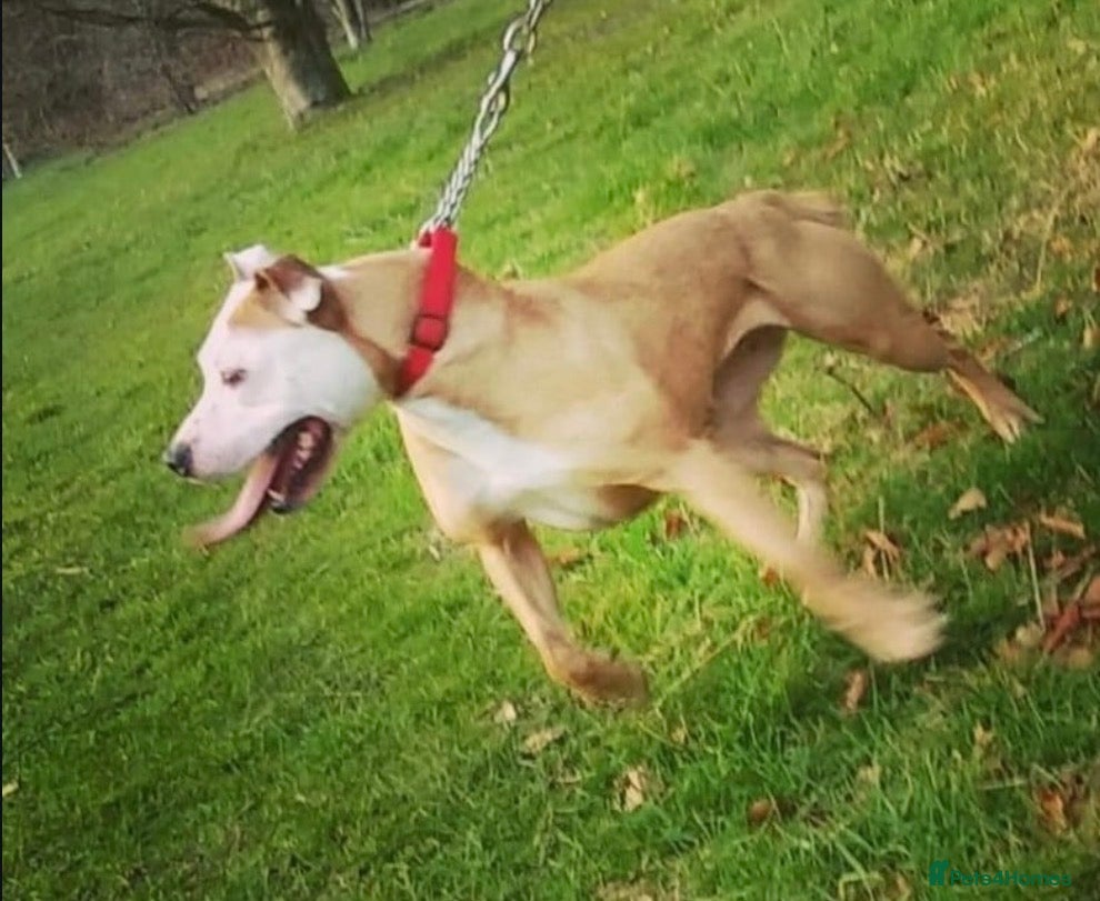 American Bull Staffy dogs We have two beautiful American staff  - Advert 1