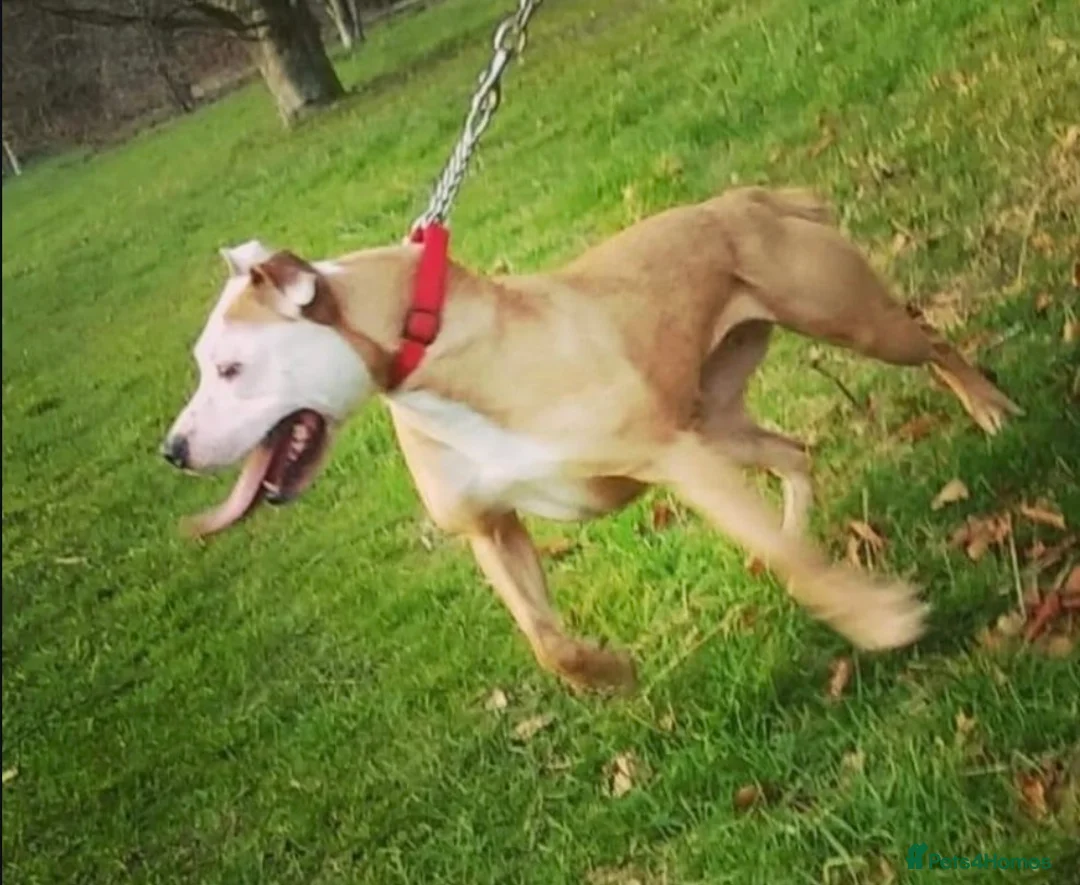 American Bull Staffy dogs for sale: We have two beautiful American staff  - Advert 1