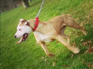 American Bull Staffy dogs We have two beautiful American staff - Advert 1