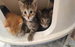 Ragdoll cats for sale: Beautiful Ragdoll x Kittens  - Advert 13