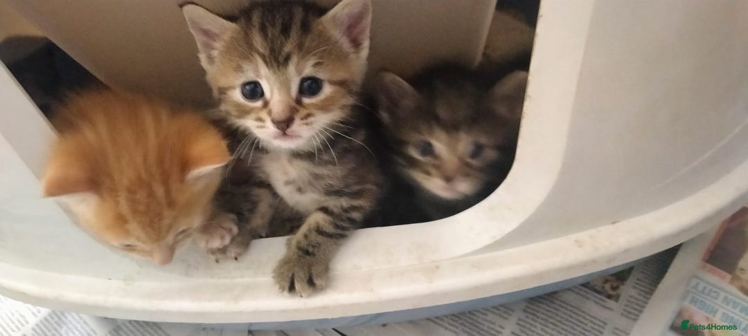 Ragdoll cats for sale: Beautiful Ragdoll x Kittens  - Advert 13